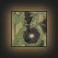 "Black" Hollyhocks - 340