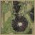 "Black" Hollyhocks - 340