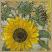 Sunflower 400
